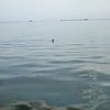 albizardyfahmanh