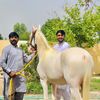 Chawra stud farm
