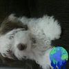 mariaenache970