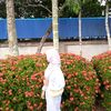 hazalnute