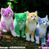 ahad_malikk
