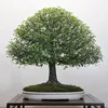 dungtruongsa