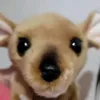 babyj8668