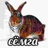 semga_o