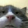 humanabsurdd16