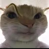 harrymeguira