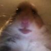 sniffablehamster