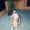 achutt_29