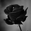 Mawar_Hitam