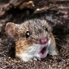 hysminainyx