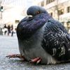 _plumpypigeon_