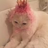 amfcatprincess