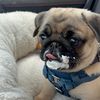thewinterpug