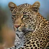 pantherah_