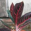 nabitanobita