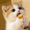 Kucing Burger