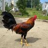 azk.farm