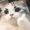 humanwhy0