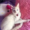 hellokittykevin