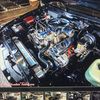 bigmoose535