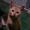 telokgolong_