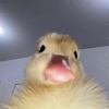 ytchannel607