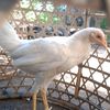 ducks_bali