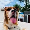 carrotsthebeagle