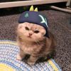 mikayla_roarrr