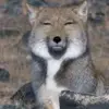 inuwajiedgv