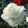 remziye10827