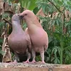 mrdhoro22