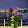 haneenalaa015