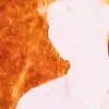 dodot_84