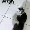 metalnchild