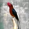 shirukenz