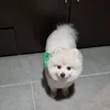 romy_pro5