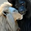 dyv6yk72u5jtdomitila