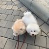 poodlegembul