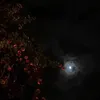 ylr_h