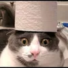 catwith100ktoiletpaper