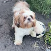 Théo🐶