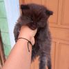 ikaumiiii