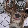 arnulfomdz