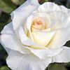 comeseemyroses