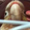 فندقة طيور| ريك وريكو🦜