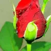 rizki_love