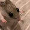 ratotds