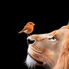 yethawe88