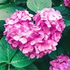 mayumi3092